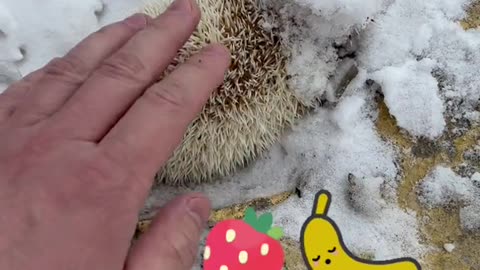 The little hedgehog is back!