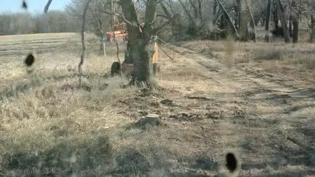 Tree cutting Nebraska style