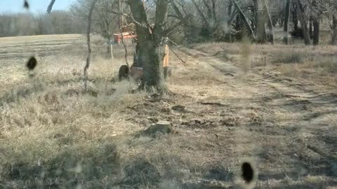 Tree cutting Nebraska style