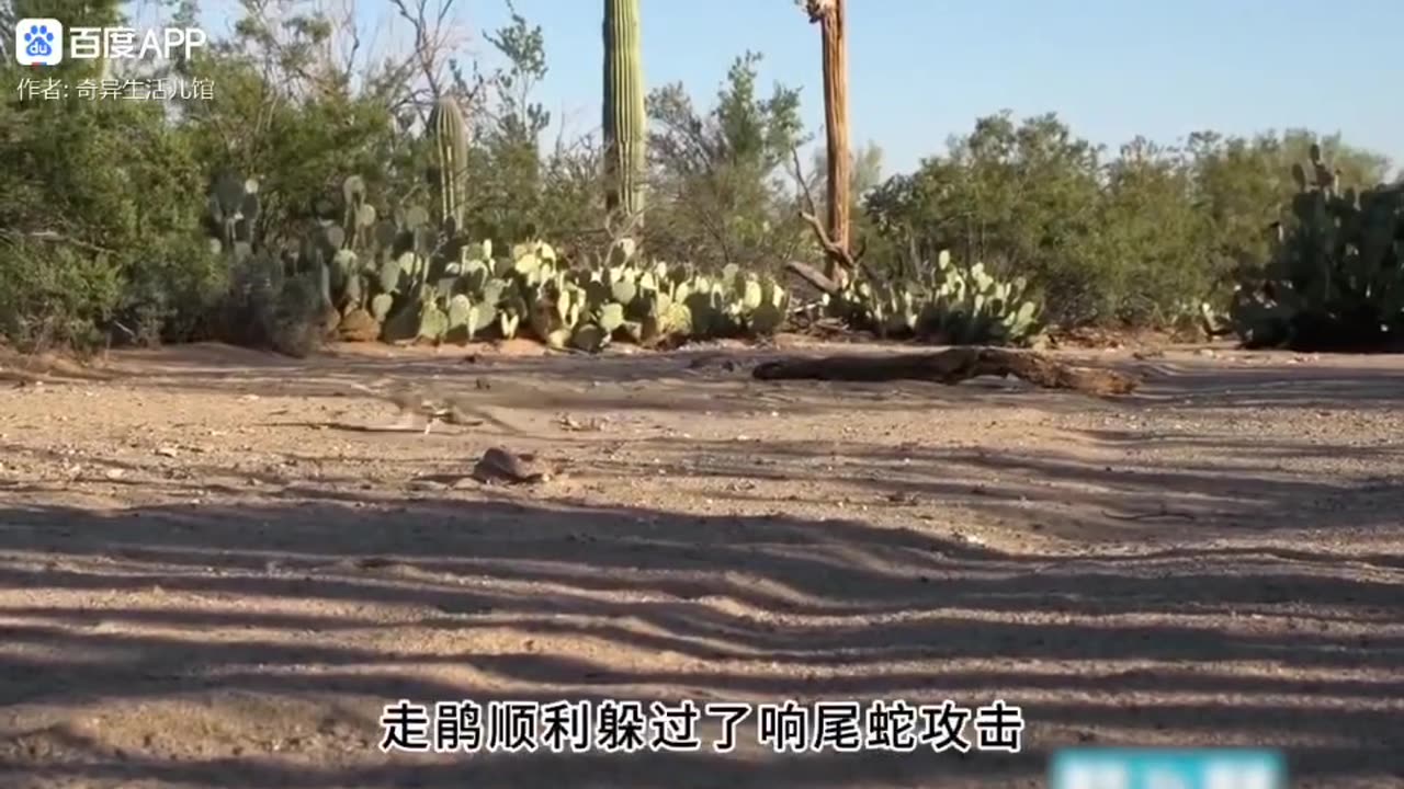 Snake & bird fight