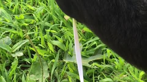 Cute black goat chews on shoe lace in grass