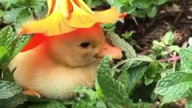 Little duck wearing a flower as a hat