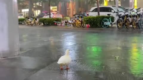 Ducklings play in the rain