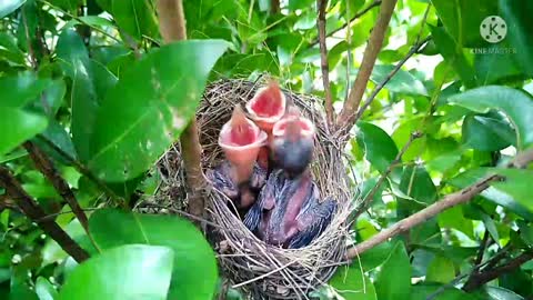 Little Birds at My Home Garden