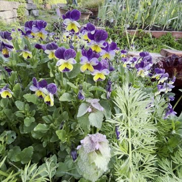 🌿Early morning Spring lettuce and Bartlett Pear tree blooming its head off!..🌿🌸🌿💚