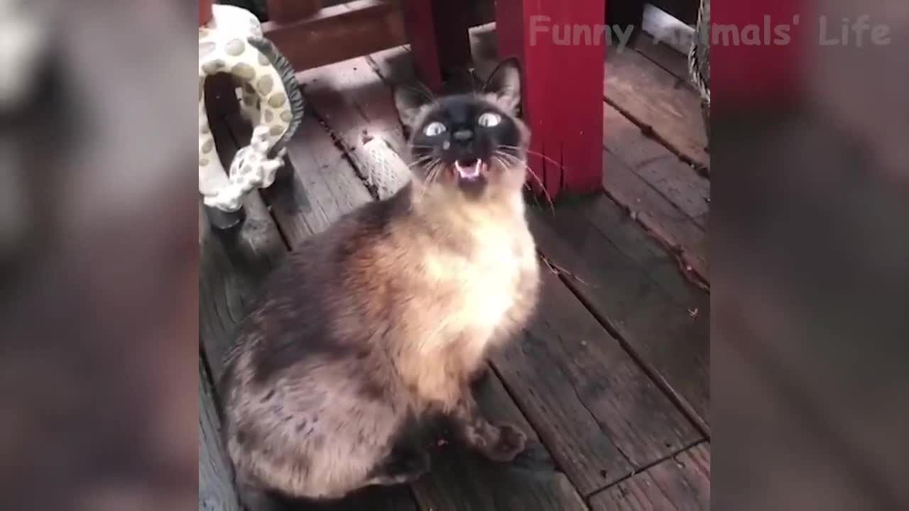 71 Funny 😹 Cats And 🐶 Dogs Situations Try Not To Laugh 😂