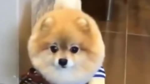 Funny Dog Video