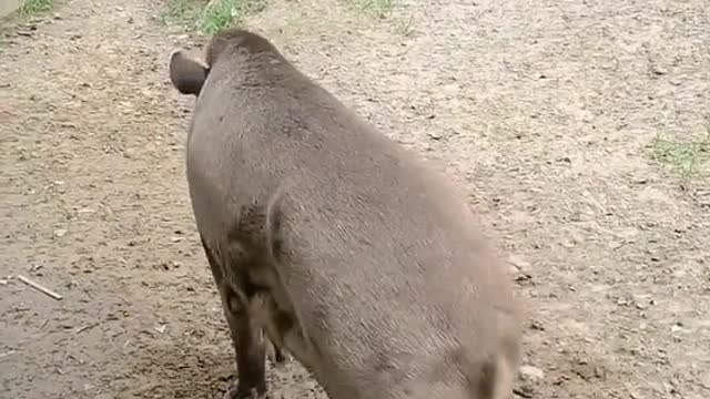 tapir