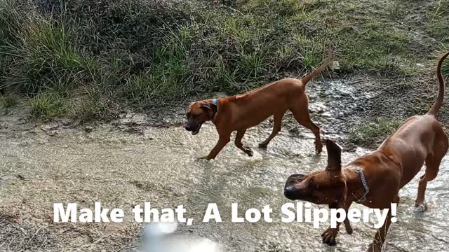 Funny Puppy Tells Off Slippery Drain For Making Her Fall