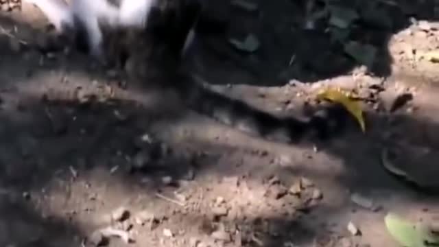 Funny cat and dog 🐕🐈