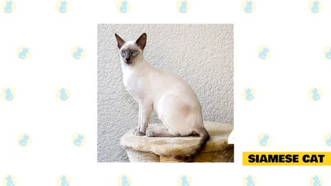 Best Cats for Beginner - Cats 101