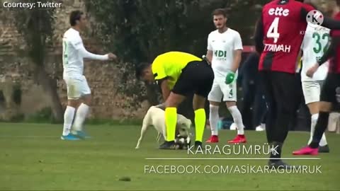 Cute dogs Bahviour , dogs playing football