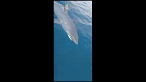 A Fisherman was attacked by a big shark.