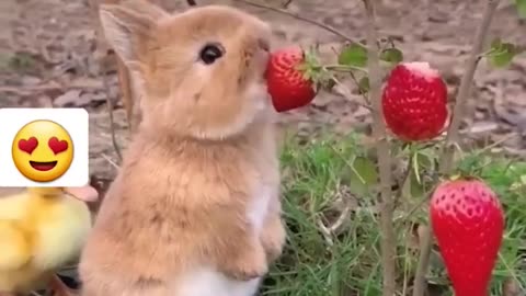 Too Cute to Handle: Baby Animal 😍❤️