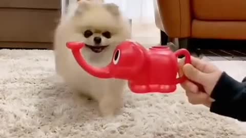 y video _ cute Pomeranian puppies videos compilation_#dogs #shorts
