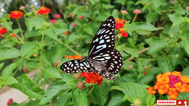 BUTTERFILES QUALITIES ULTRA HD