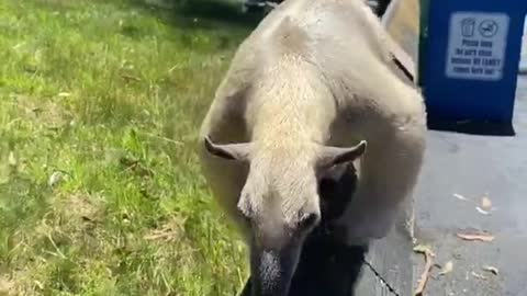 tamandua#coolanimals#animallover