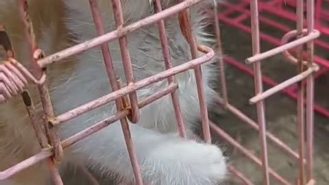 Very cute kittens and animals