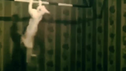 Funny and Cute Cat Videos #277