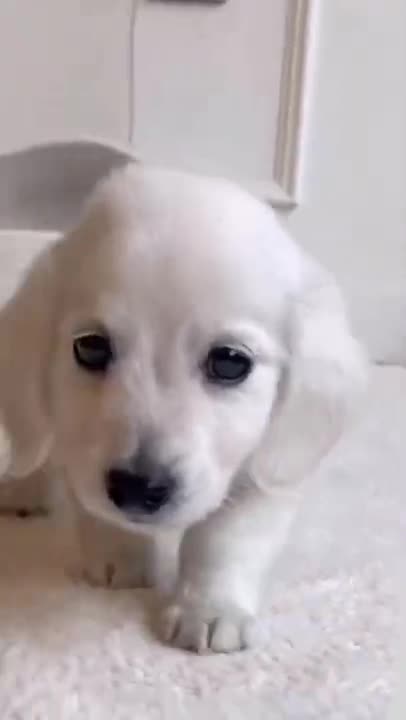 Top Funny Pet Hacks #shorts