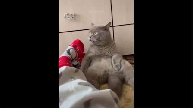 Cute and Funny Cat
