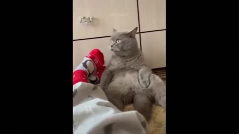 Cute and Funny Cat