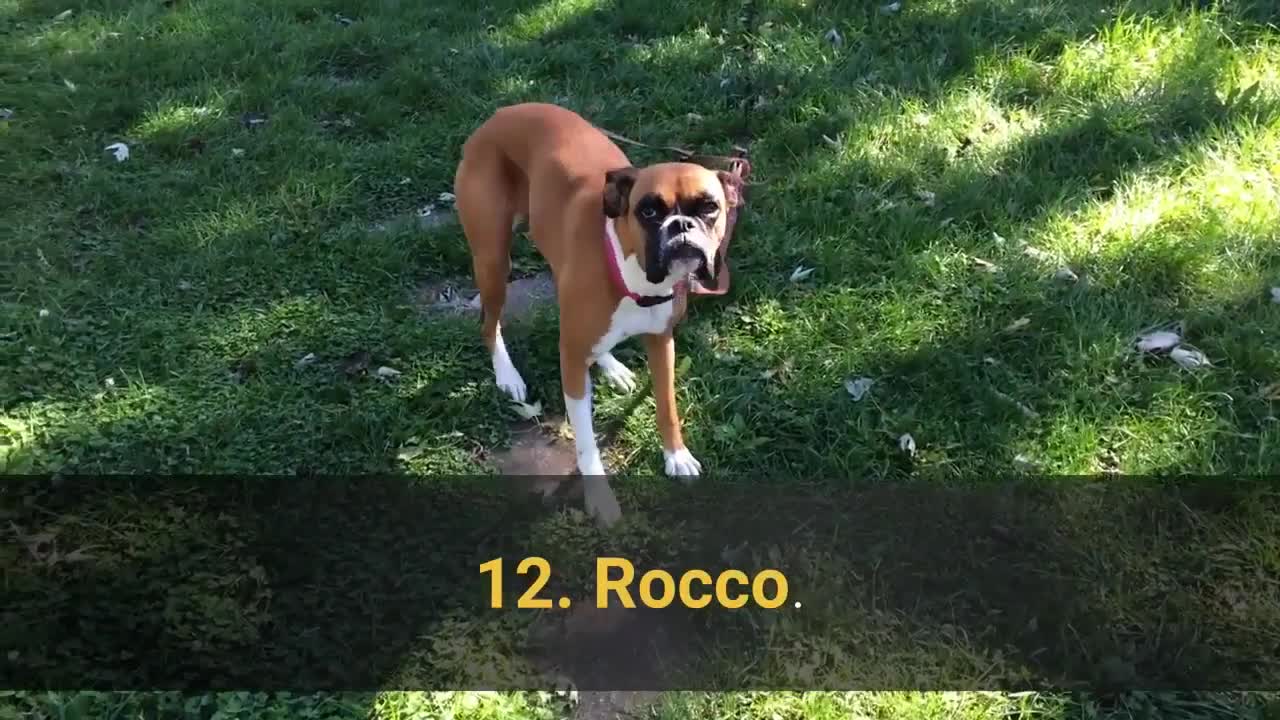The 100 best dog names