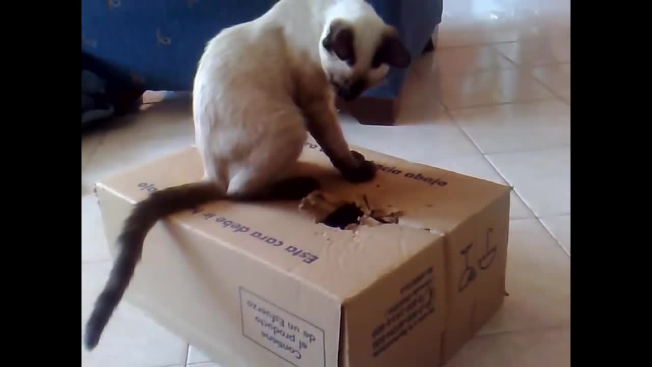 FANNY CATS VIDEO FANNY CATS ANIMAL 2014 FANNY CATS COMPILATION-2021-#Manusaiyed