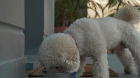 Cute Dog eating food