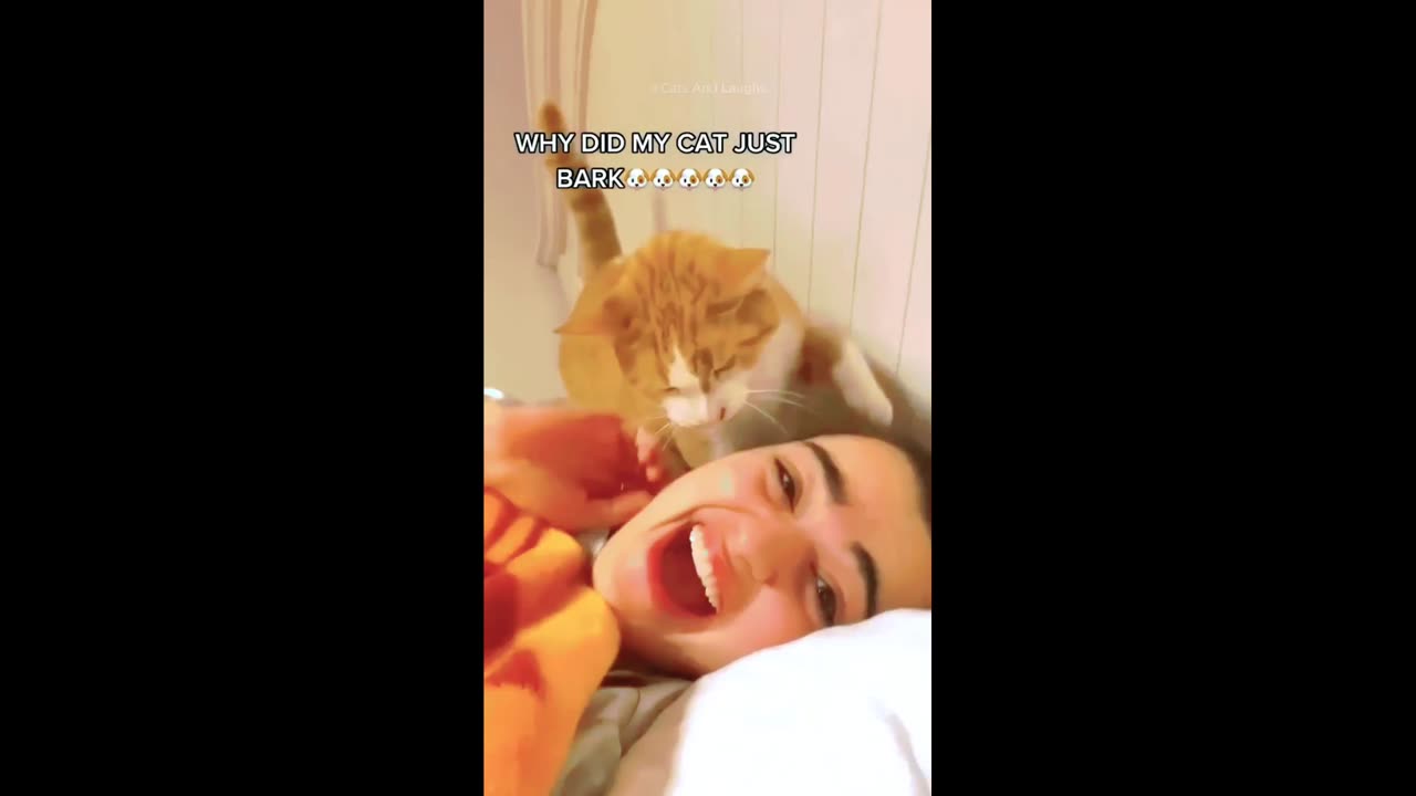 Cute kitten | funny animal video | funny pets 2024
