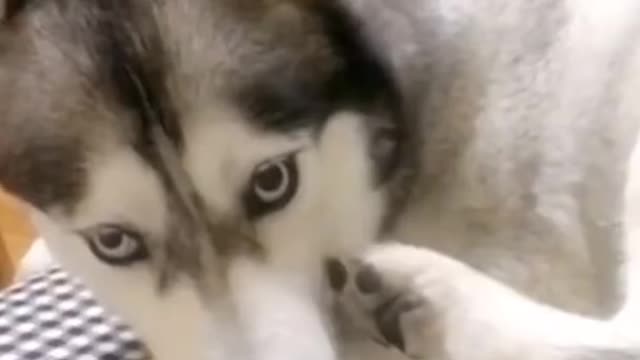 Funny Cute Dogs And Cats.