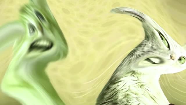 How Preview 2 Numa Cat Turns Into Center Effects