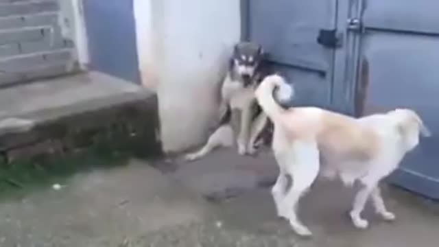 Mom dog scolding dad for threatening childer unnecessarily!