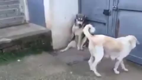 Mom dog scolding dad for threatening childer unnecessarily!