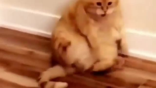 Funny video 😂| memes video😂 | comedy video 😂| fail army | dogvscat