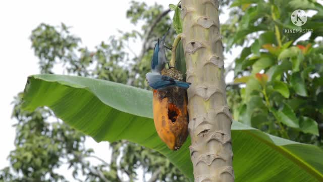 The bird sits on the tree and eats papaya.