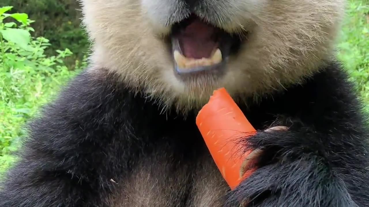 Chinese panda Giant pandas in China 中国大熊猫吃东西的时候很认真#大熊猫 #奇妙的动物