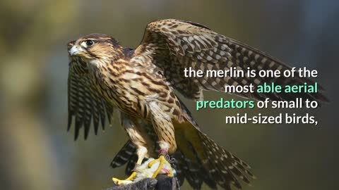 Merlin (Bird)