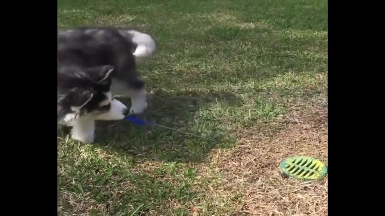 Husky Puppies Funny Compilation 2021