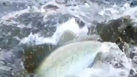 This is a beautiful and charming water-dwelling species