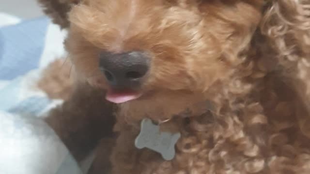 Puppy is cool