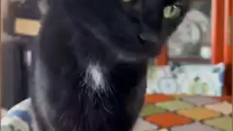 Pixie is so over humans and their arbitrary rules