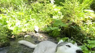 Husky Cools Off in Mountain Stream