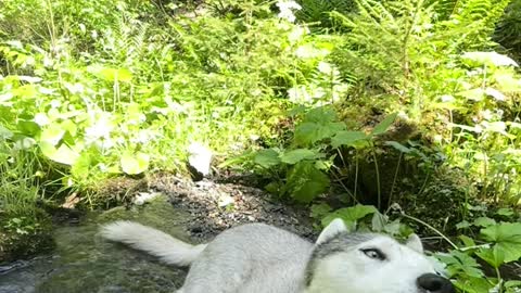 Husky Cools Off in Mountain Stream