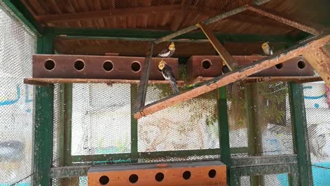 Zoo Cage Full Of Cockatiel Birds