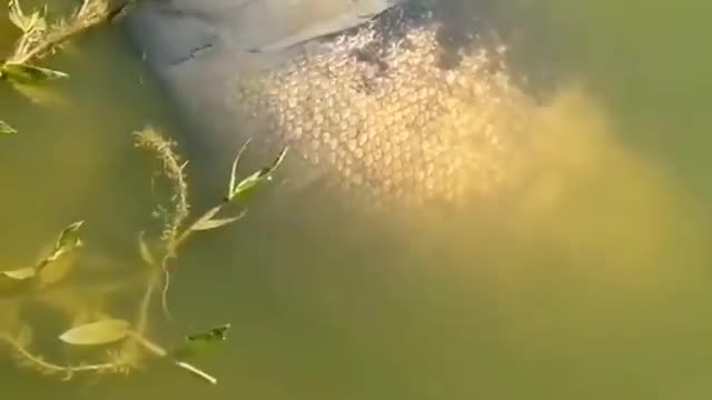 This is a beautiful and charming water-dwelling species