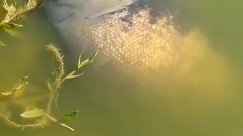 This is a beautiful and charming water-dwelling species