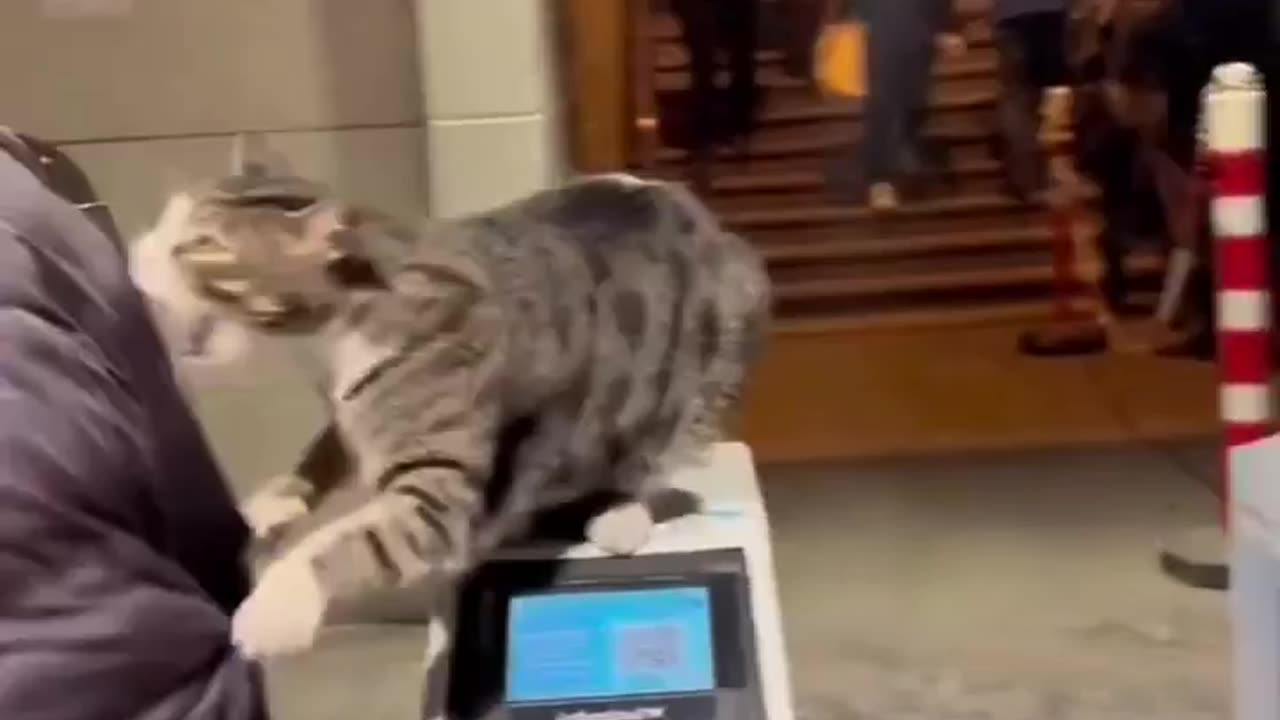 Funny cat