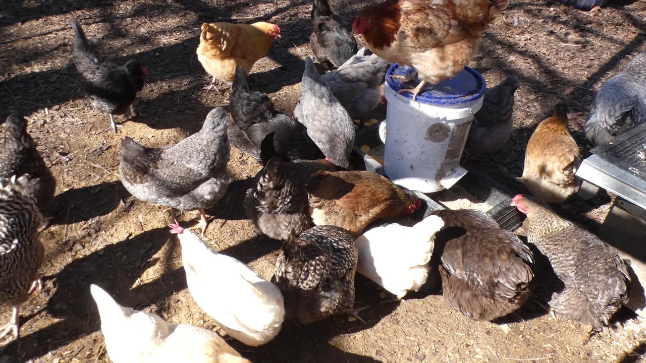 Golden Flake Sweet Heat Barbecue Potato Chips. Chickens not enthused.