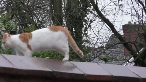 Synchronized Cats Confused by Awkward Landing